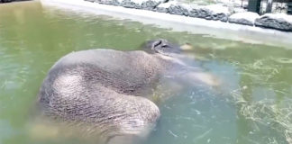 Video of elephant relaxing in swimming pool is becoming viral