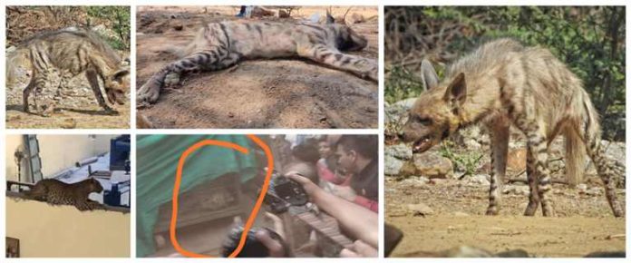 The Saved Hyena (hyena), a member of the Save Arwali Trust, was rescued more than 12 hours earlier, which was corrected to the Haryana Wildlife.